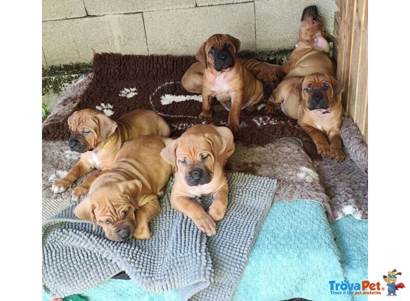 Cucciolata tosa inu Meravigliosa! - Foto n. 3