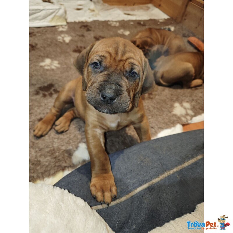 Cucciolata tosa inu Meravigliosa! - Foto n. 4