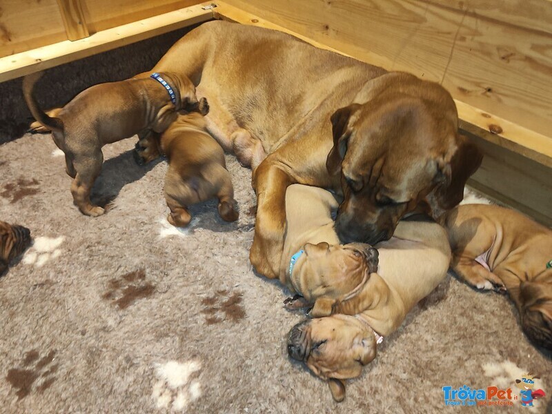 Cucciolata tosa inu Meravigliosa! - Foto n. 6
