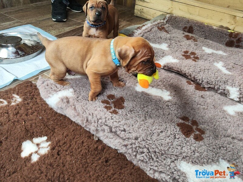 Cucciolata tosa inu Meravigliosa! - Foto n. 8