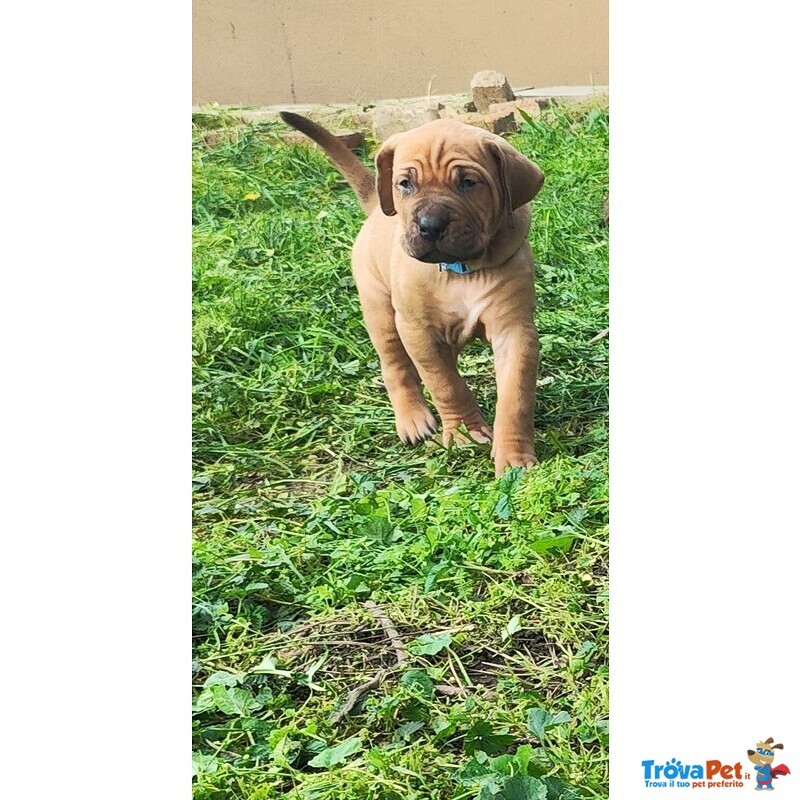 Cucciolata tosa inu Meravigliosa! - Foto n. 9