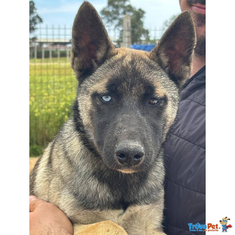 Trudy Bellissima Cucciolotta 5 mesi mix Pastore Belga Cerca Adozione - Foto n. 2