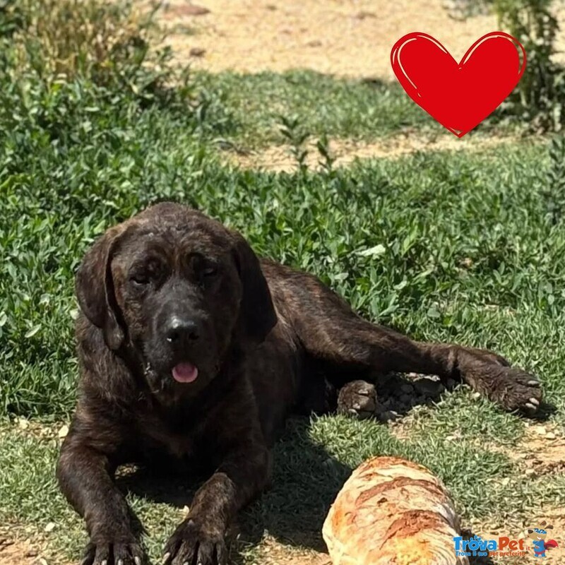 Eugenio cane Corso 4 anni in Adozione a Latina - Foto n. 1