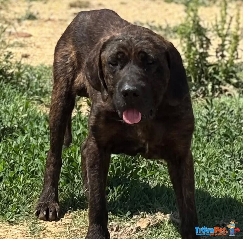 Eugenio cane Corso 4 anni in Adozione a Latina - Foto n. 2
