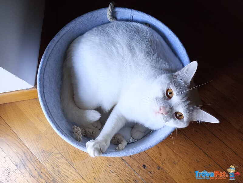 Hermes Bellissimo Gattino Bianco 2 anni Cerca Casa - Foto n. 1