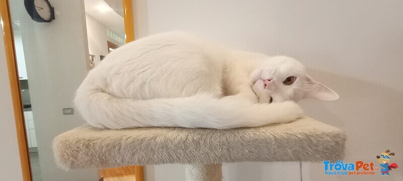 Hermes Bellissimo Gattino Bianco 2 anni Cerca Casa - Foto n. 2
