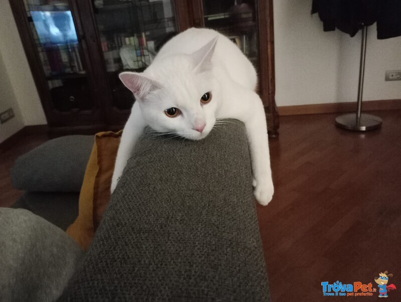 Hermes Bellissimo Gattino Bianco 2 anni Cerca Casa - Foto n. 3
