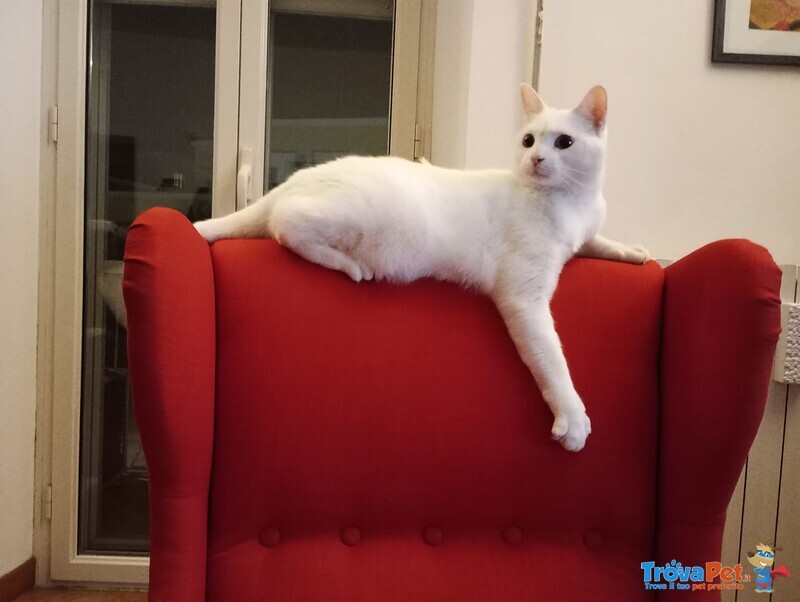 Hermes Bellissimo Gattino Bianco 2 anni Cerca Casa - Foto n. 4