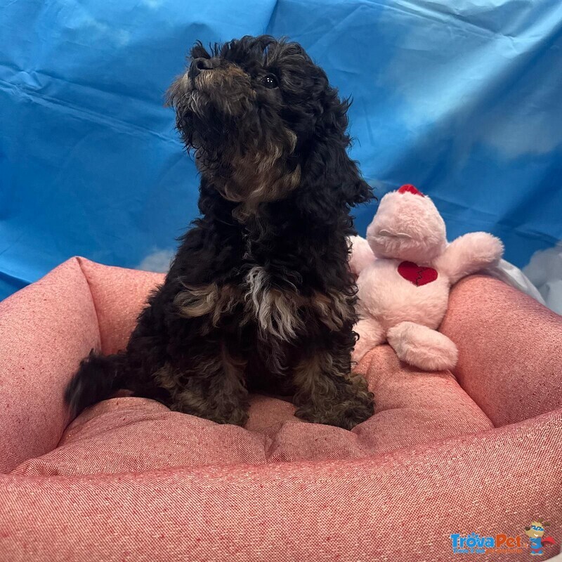 Cucciola di Maltipoo nero Focato Femmin - Foto n. 1