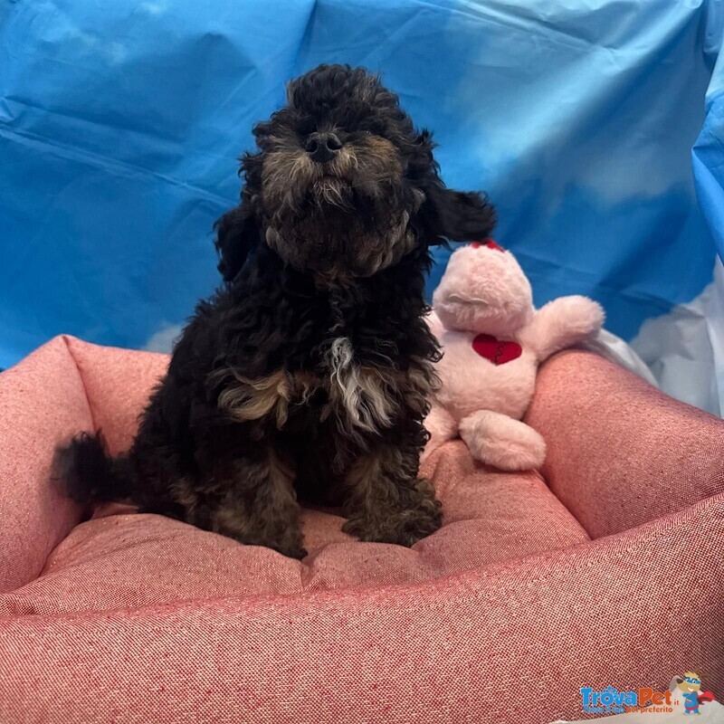 Cucciola di Maltipoo nero Focato Femmin - Foto n. 2
