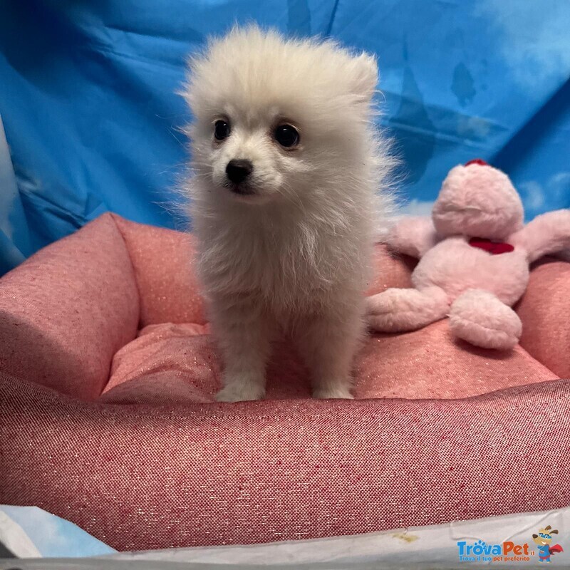 Cucciola di Volpino di Pomerania Bianco Femmina - Foto n. 1