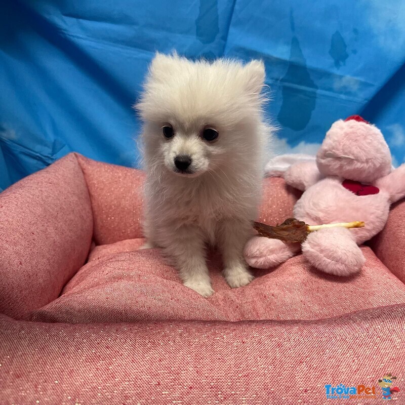 Cucciola di Volpino di Pomerania Bianco Femmina - Foto n. 2