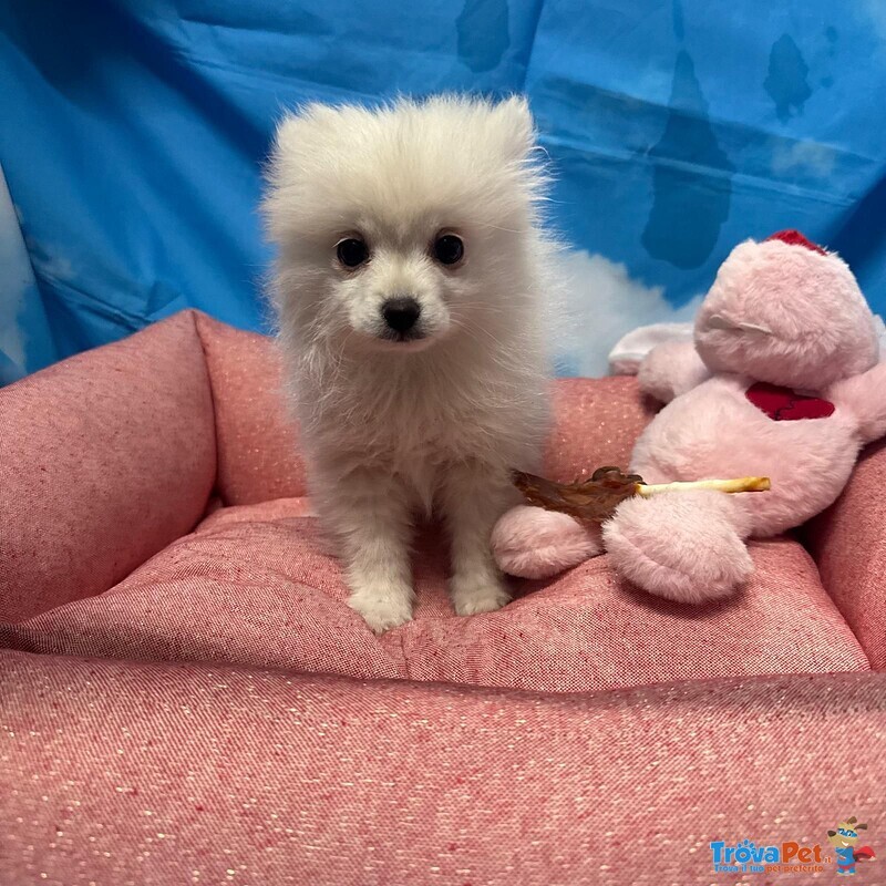 Cucciola di Volpino di Pomerania Bianco Femmina - Foto n. 4