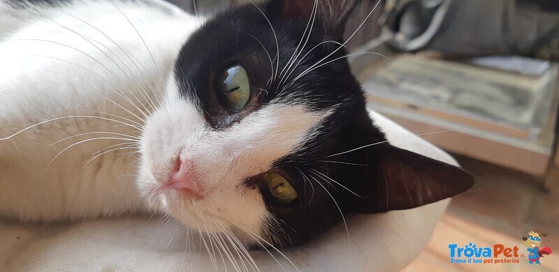 🐾 Adotta Batuffolo – un Piccolo Europeo Bianco e nero in Cerca di Amore 🐾 - Foto n. 2