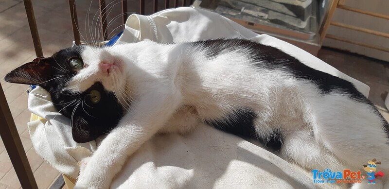 🐾 Adotta Batuffolo – un Piccolo Europeo Bianco e nero in Cerca di Amore 🐾 - Foto n. 3