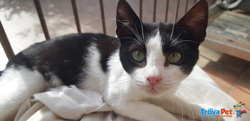 🐾 Adotta Batuffolo – un Piccolo Europeo Bianco e nero in Cerca di Amore 🐾 - Foto n. 1