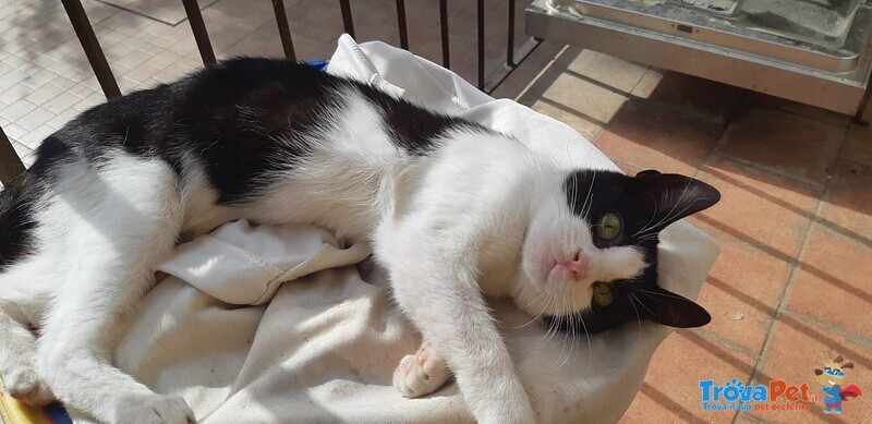 🐾 Adotta Batuffolo – un Piccolo Europeo Bianco e nero in Cerca di Amore 🐾 - Foto n. 5