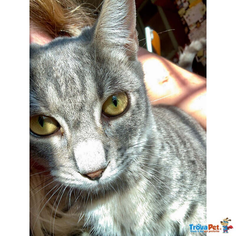 🐾 Adozione di Eliot – il Certosino Dagli Occhi D’oro che ruba il Cuore 🐾 - Foto n. 2