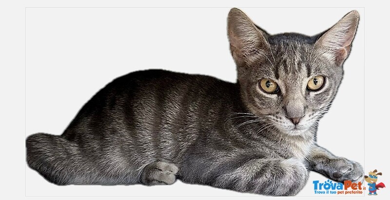 🐾 Adozione di Eliot – il Certosino Dagli Occhi D’oro che ruba il Cuore 🐾 - Foto n. 3
