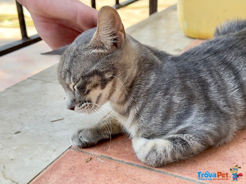 🐾 Adozione di Eliot – il Certosino Dagli Occhi D’oro che ruba il Cuore 🐾 - Foto n. 5