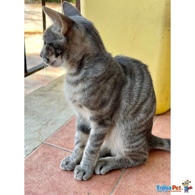 🐾 Adozione di Eliot – il Certosino Dagli Occhi D’oro che ruba il Cuore 🐾 - Foto n. 6