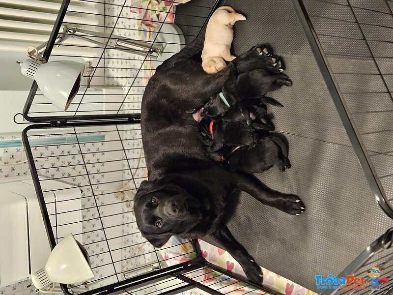 Cuccioli di Labrador Retriever neri con Pedigree - Foto n. 3