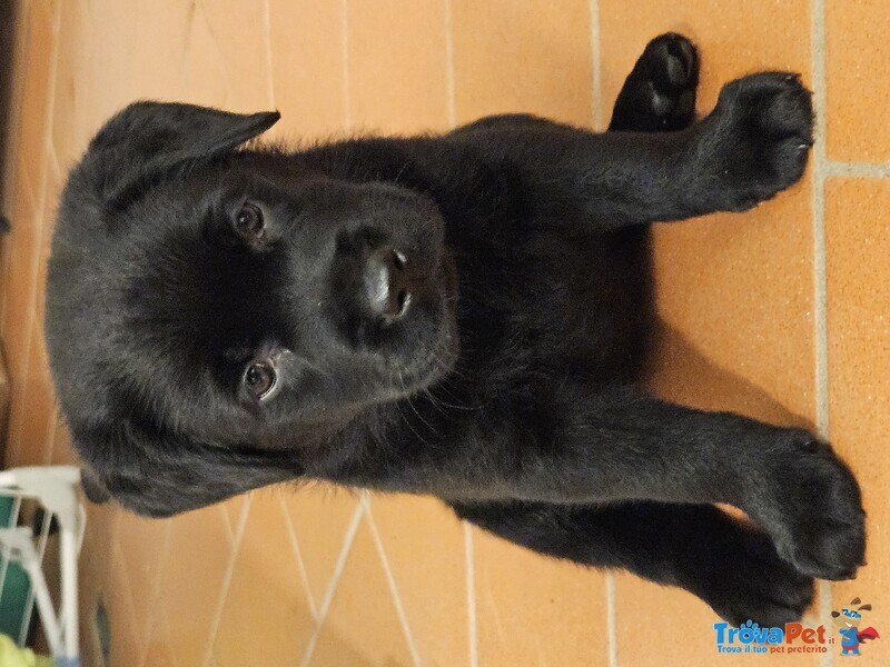 Cuccioli di Labrador Retriever neri con Pedigree - Foto n. 4