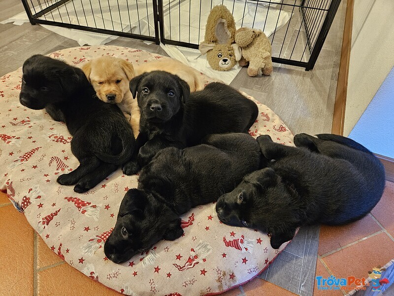 Cuccioli di Labrador Retriever neri con Pedigree - Foto n. 5