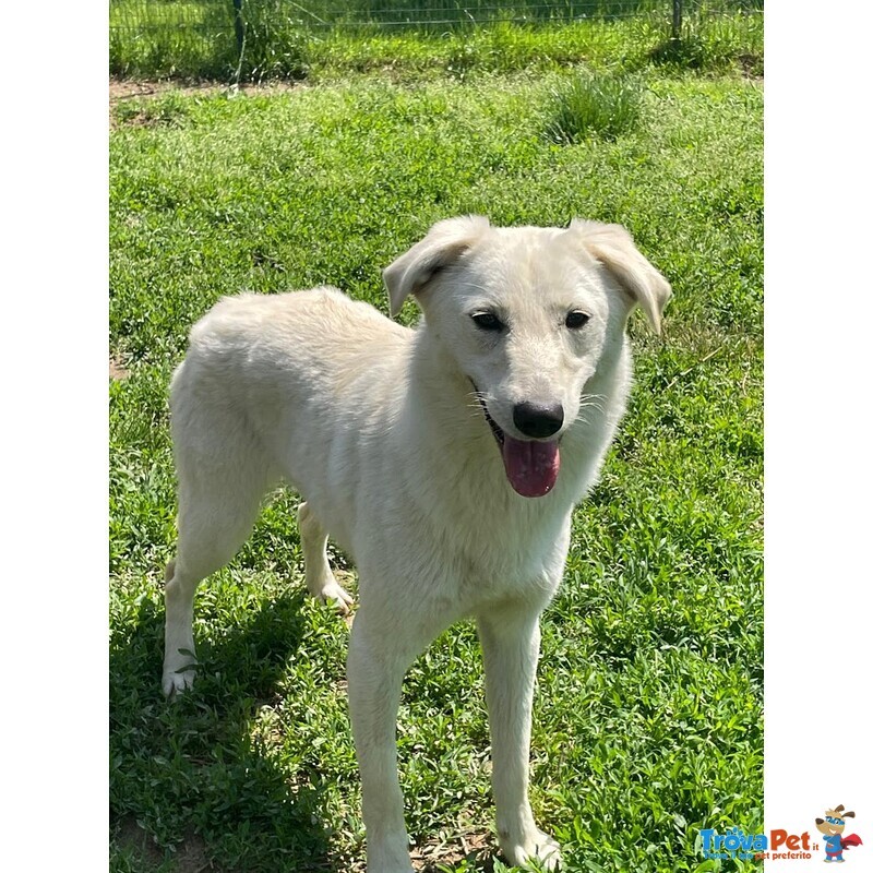 Naomi Candida Cagnolina - Foto n. 2
