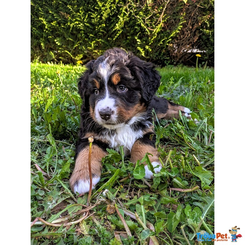 Cuccioli Bovaro del Bernese - Foto n. 1