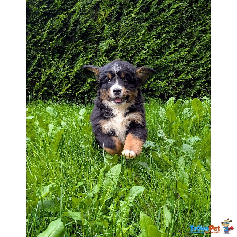 Cuccioli Bovaro del Bernese - Foto n. 2