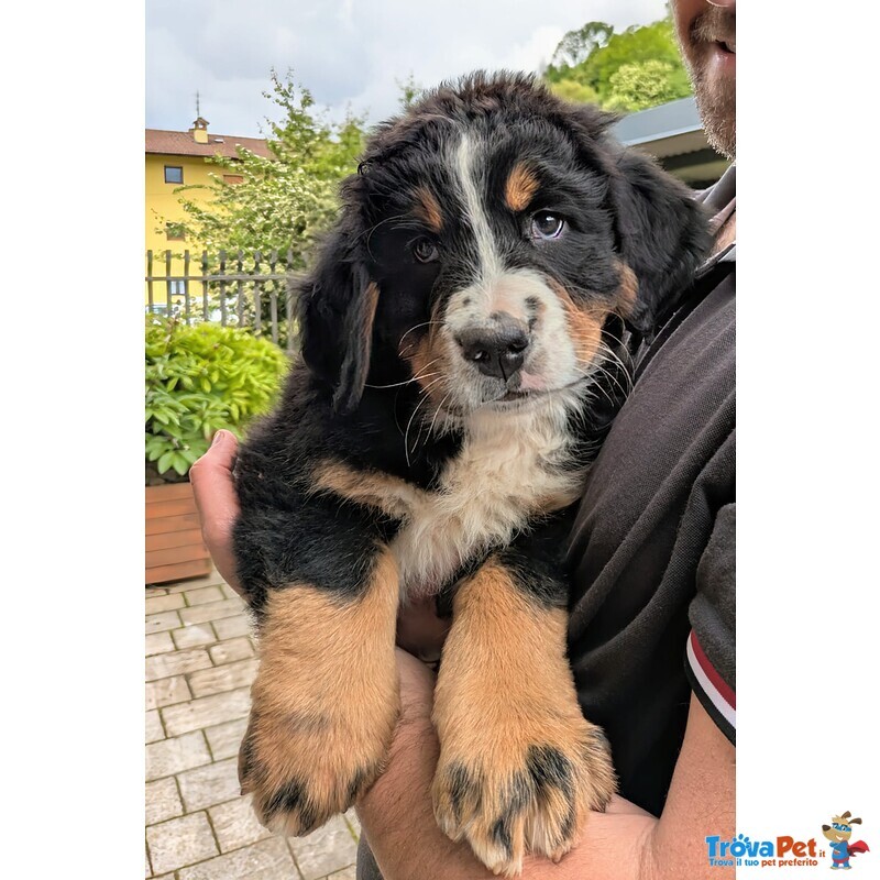 Cuccioli Bovaro del Bernese - Foto n. 3