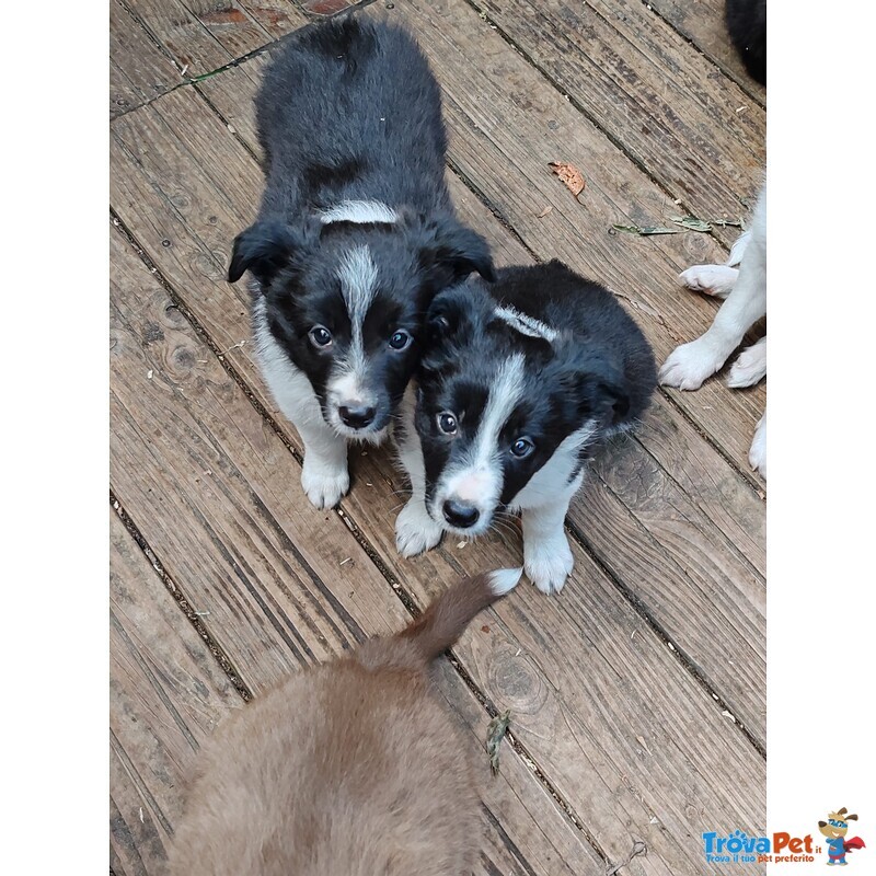 Cuccioli di Border Collie - Foto n. 1