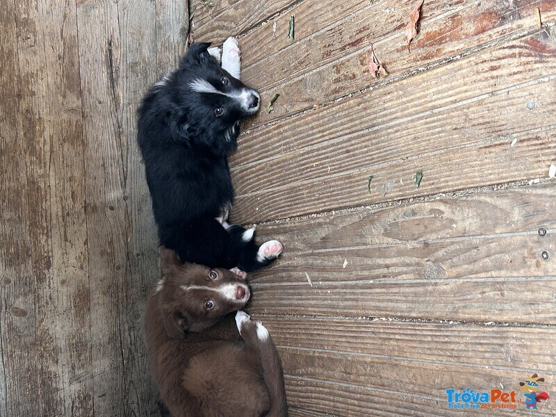 Cuccioli di Border Collie - Foto n. 3