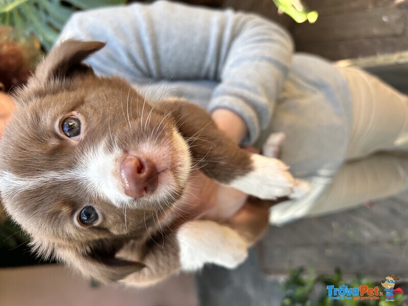 Cuccioli di Border Collie - Foto n. 4
