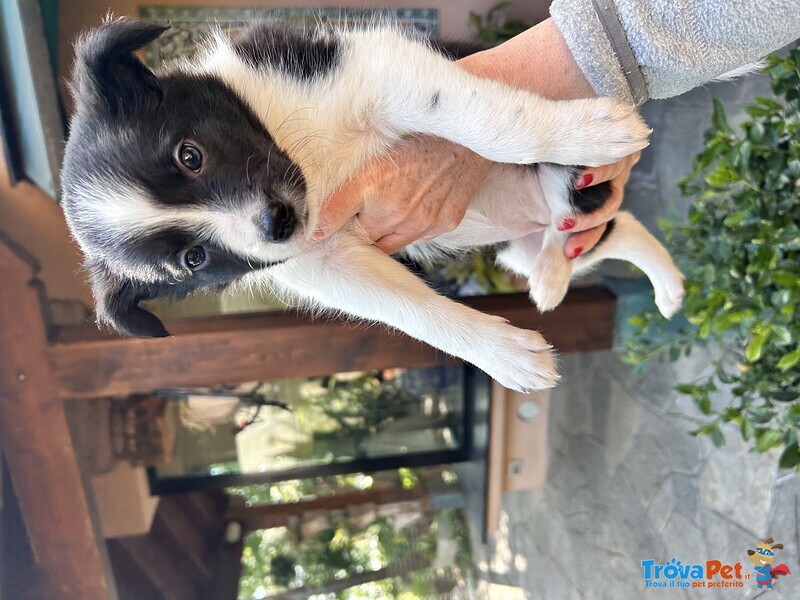 Cuccioli di Border Collie - Foto n. 5