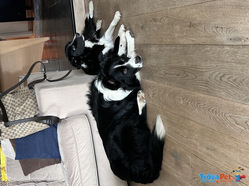 Cuccioli di Border Collie - Foto n. 6