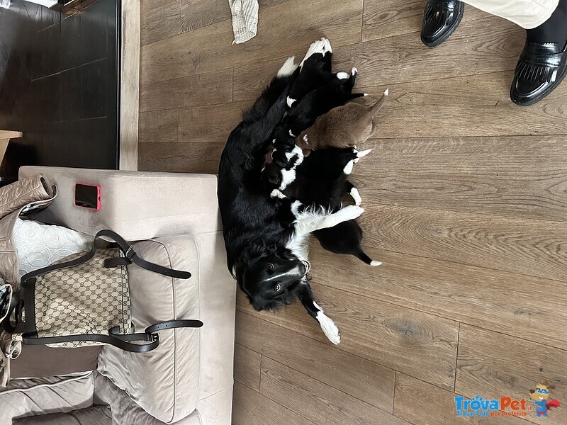 Cuccioli di Border Collie - Foto n. 7