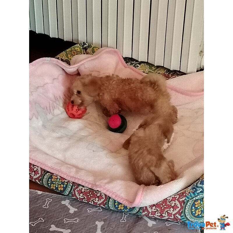 Cucciolo Barboncino Toy - Foto n. 2