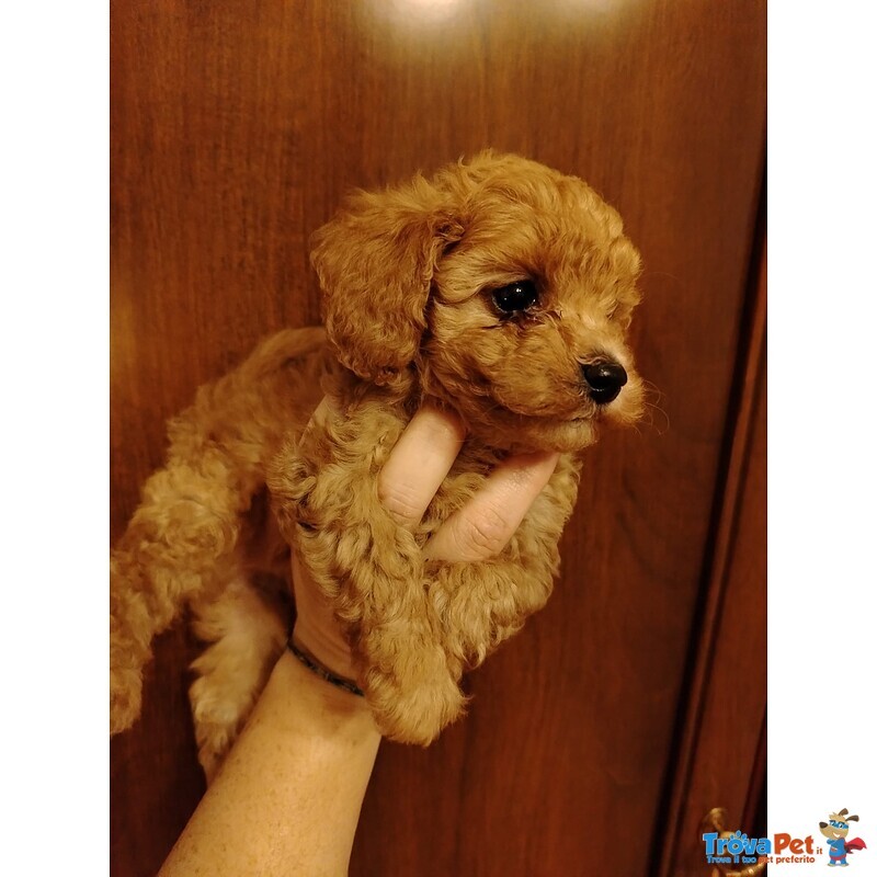 Cucciolo Barboncino Toy - Foto n. 1