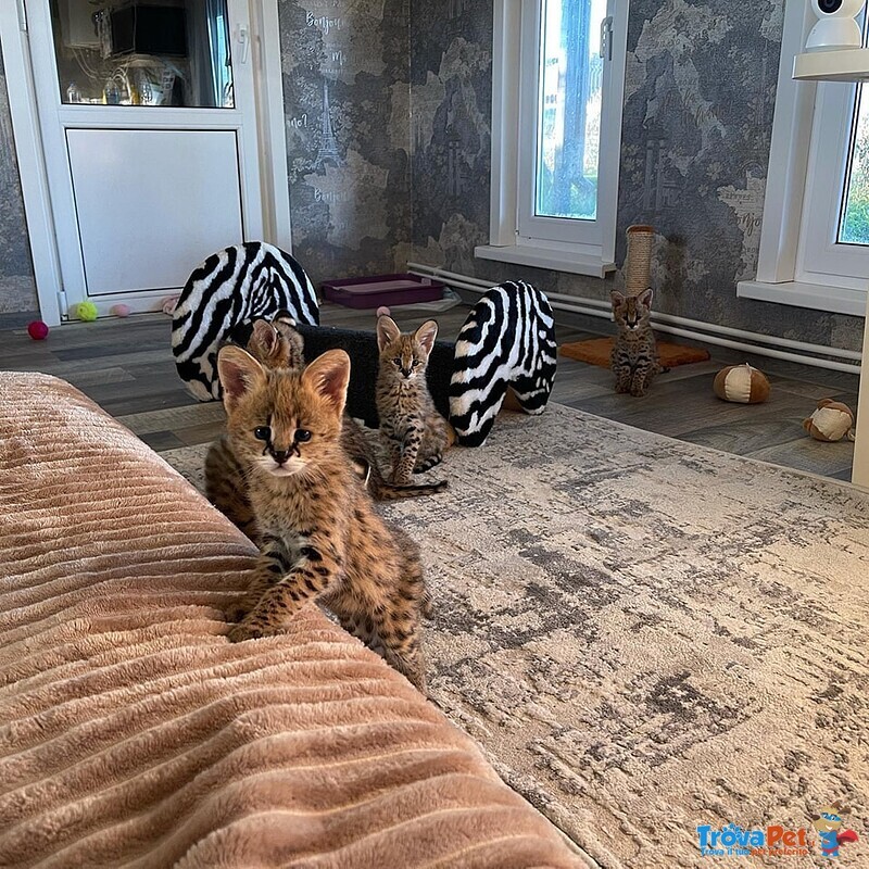 Gattini Serval e Caracal Disponibili - Foto n. 1