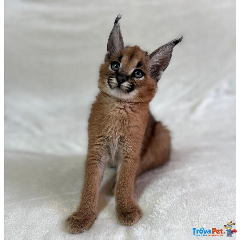 Gattini Serval e Caracal Disponibili - Foto n. 2