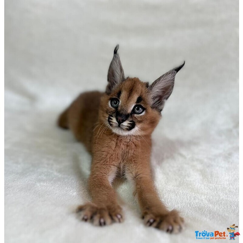 Gattini Serval e Caracal Disponibili - Foto n. 3