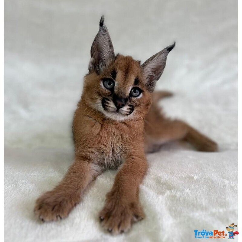 Gattini Serval e Caracal Disponibili - Foto n. 4