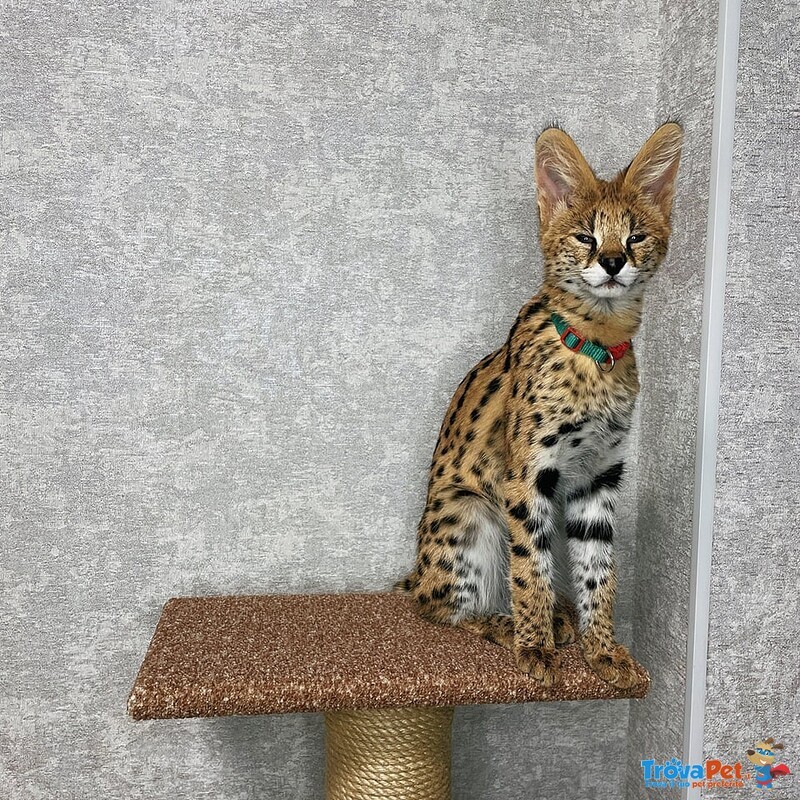 Gattini Serval e Caracal Disponibili - Foto n. 5