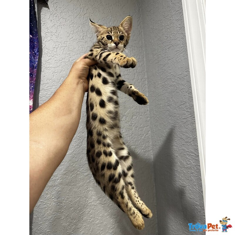 Gattini Savannah e Caracat F5 - Foto n. 3