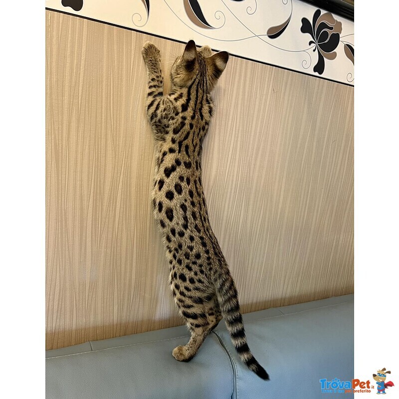 Gattini Savannah e Caracat F5 - Foto n. 6
