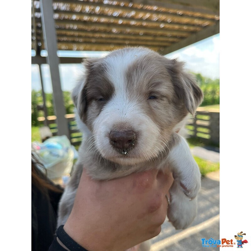 Cuccioli Border Collie – Selezione da Genitori Testati – Disponibili da Giugno - Foto n. 1