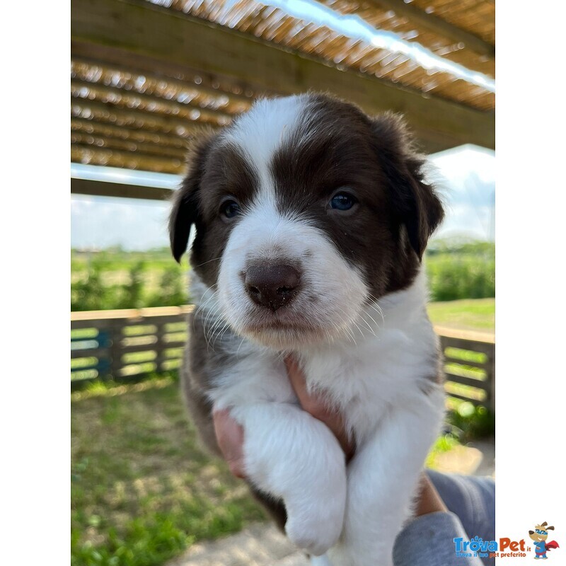 Cuccioli Border Collie – Selezione da Genitori Testati – Disponibili da Giugno - Foto n. 2