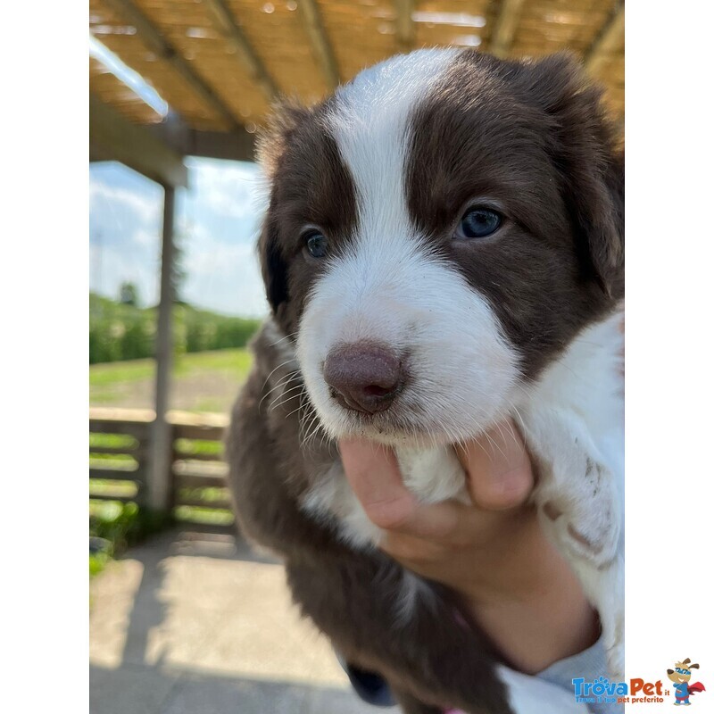 Cuccioli Border Collie – Selezione da Genitori Testati – Disponibili da Giugno - Foto n. 3